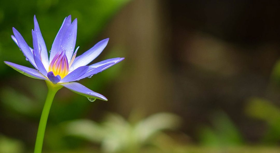 Lifestyle Enhancements